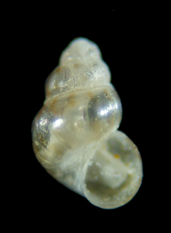 Il genere Setia e Crisilla nel Mediteraneo